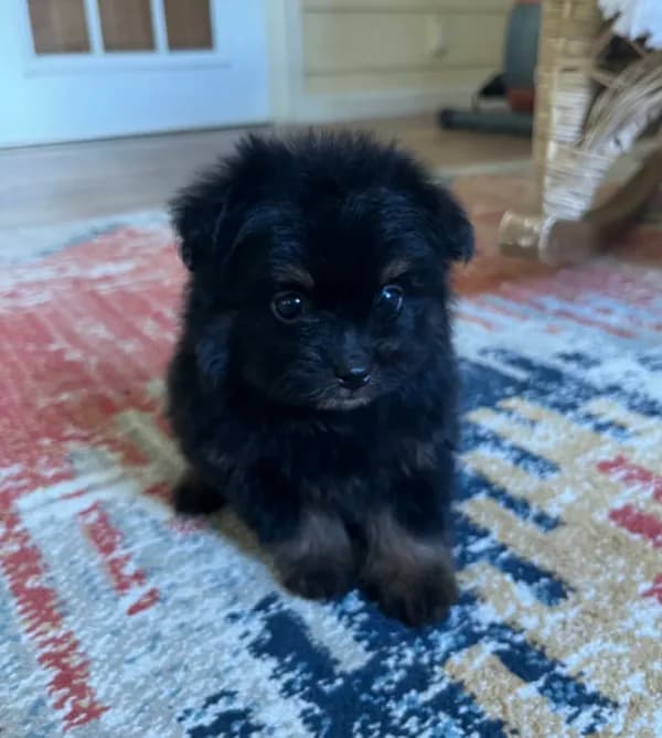 PomPoo