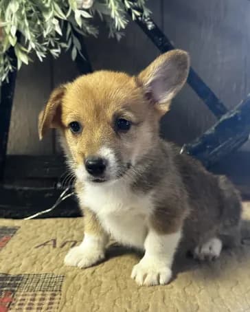 AKC Pongo