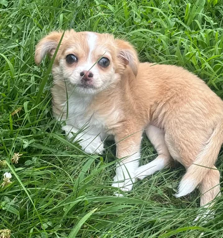 Puppy #1
