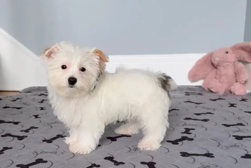 Yorkie Male Parti Color.."You Love Me"