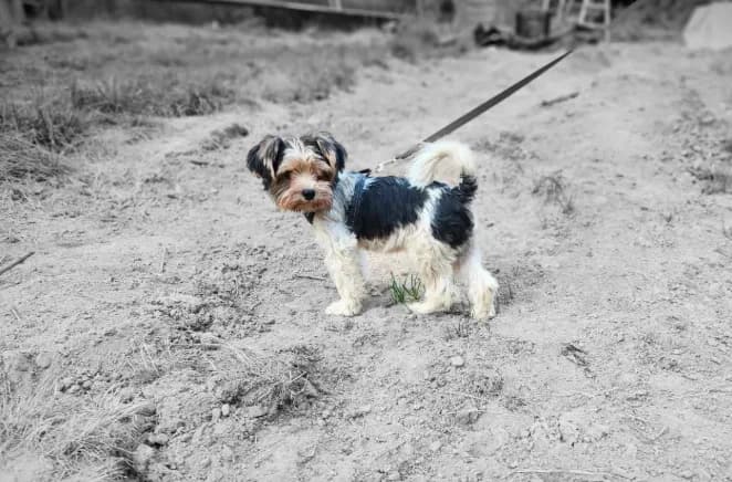 AKC Arjay