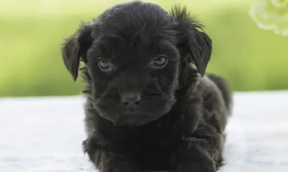 Otto