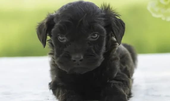 Otto