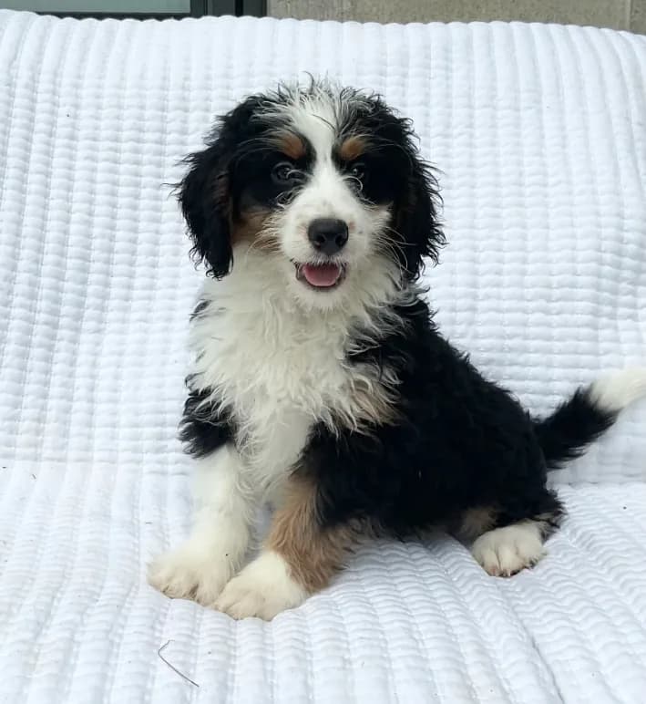 Quinn