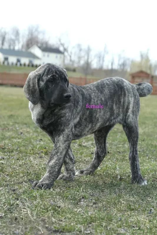 Caucasin Ovcharka/FB pup 1