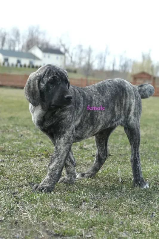 Caucasin Ovcharka/FB pup 1