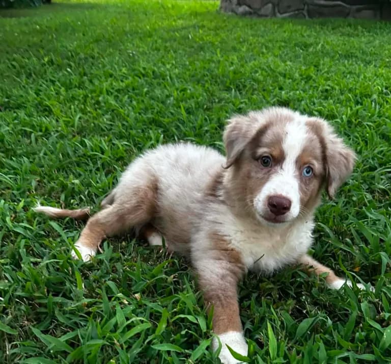 Red Merle male