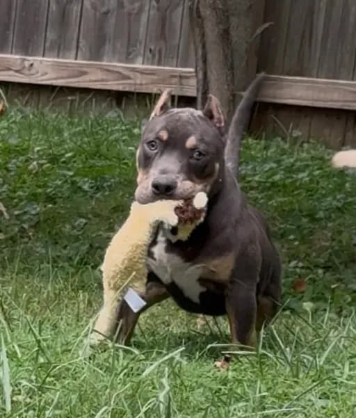 Enzo (Blue Tri American Bully)