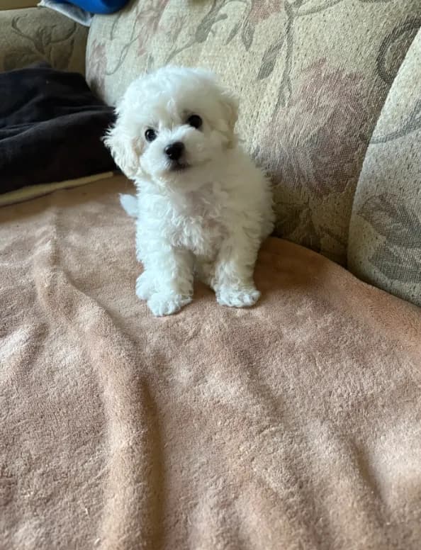 Sweety