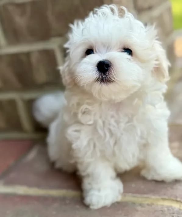Charlie AKC! PICK up ready