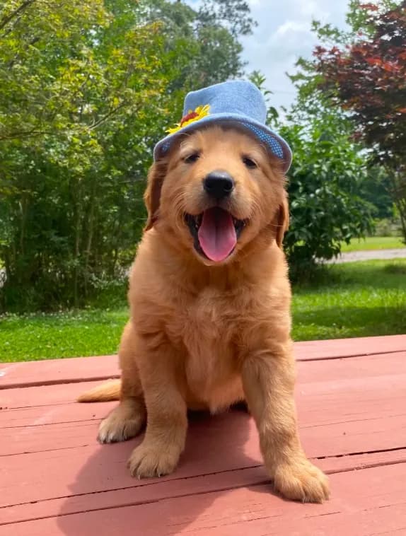 Pure-bred Golden Retriever AKC 11
