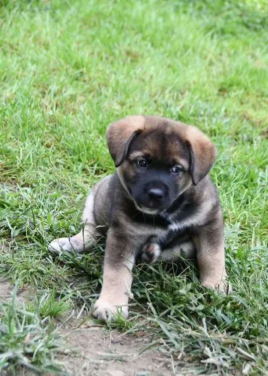 Enzo