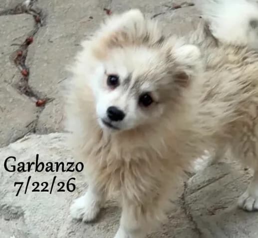 Garbanzo-Mini Husky