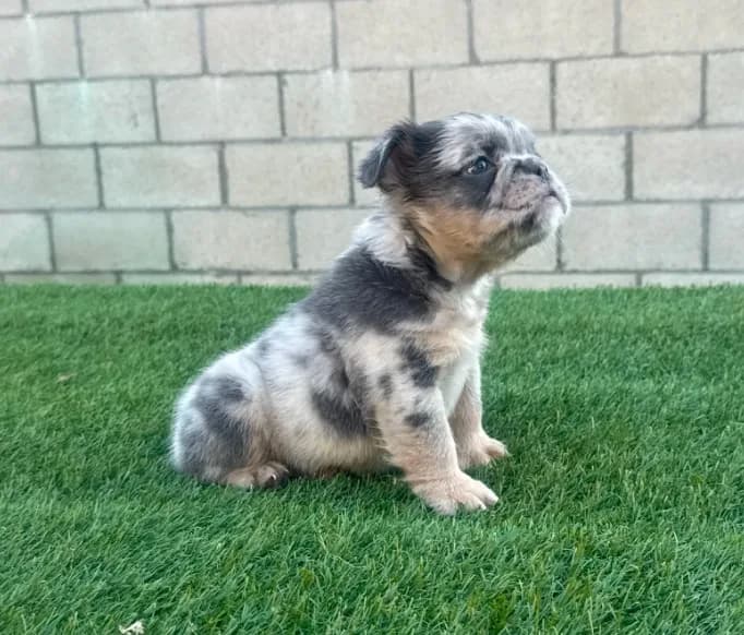 Little fluff