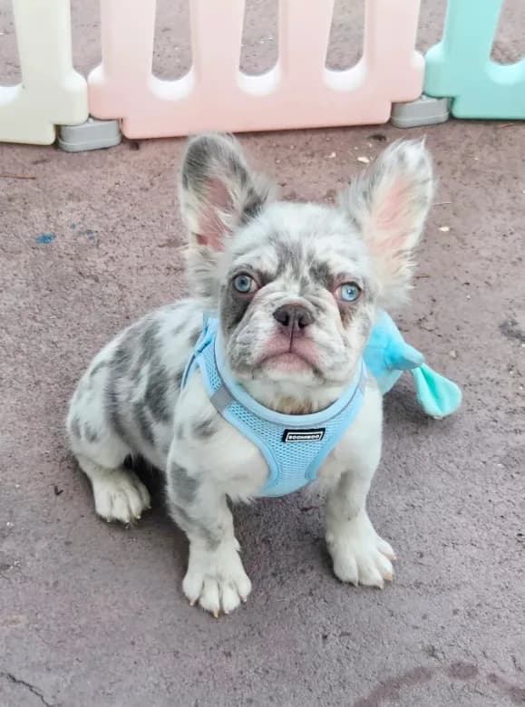 Polar bear Lilac Merle Fluffy