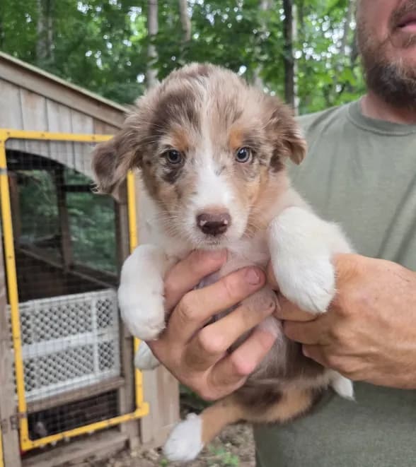 Red Merle M1