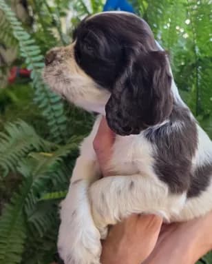 Cocker Spaniels