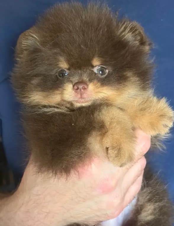 gorgeous chocolate tan puppy AKC GCH SIRE NO BREEDING PET ONLY