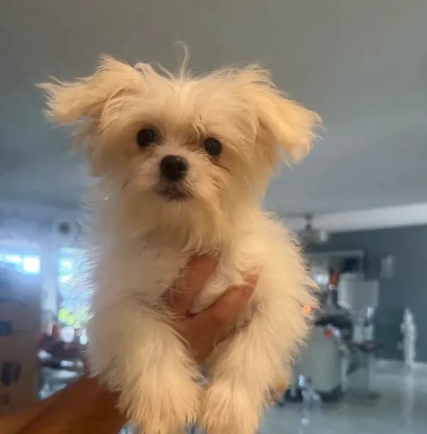 Snowball