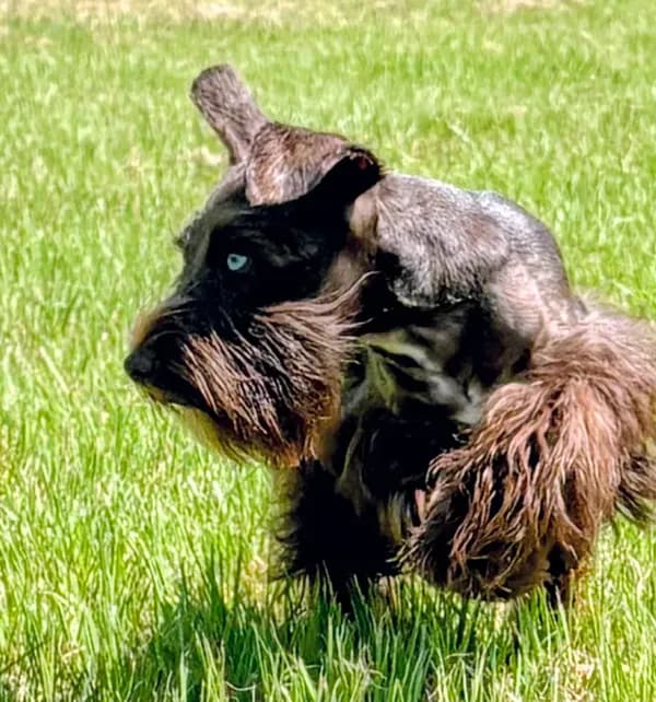 AKC Liver Parti Male with Blue Eyes