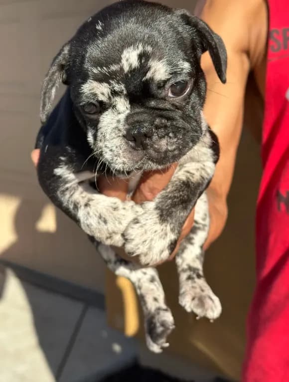 *NEGOTIABLE* Frenchie boy #2