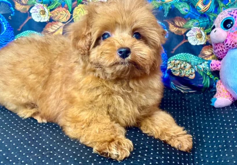 Teddy