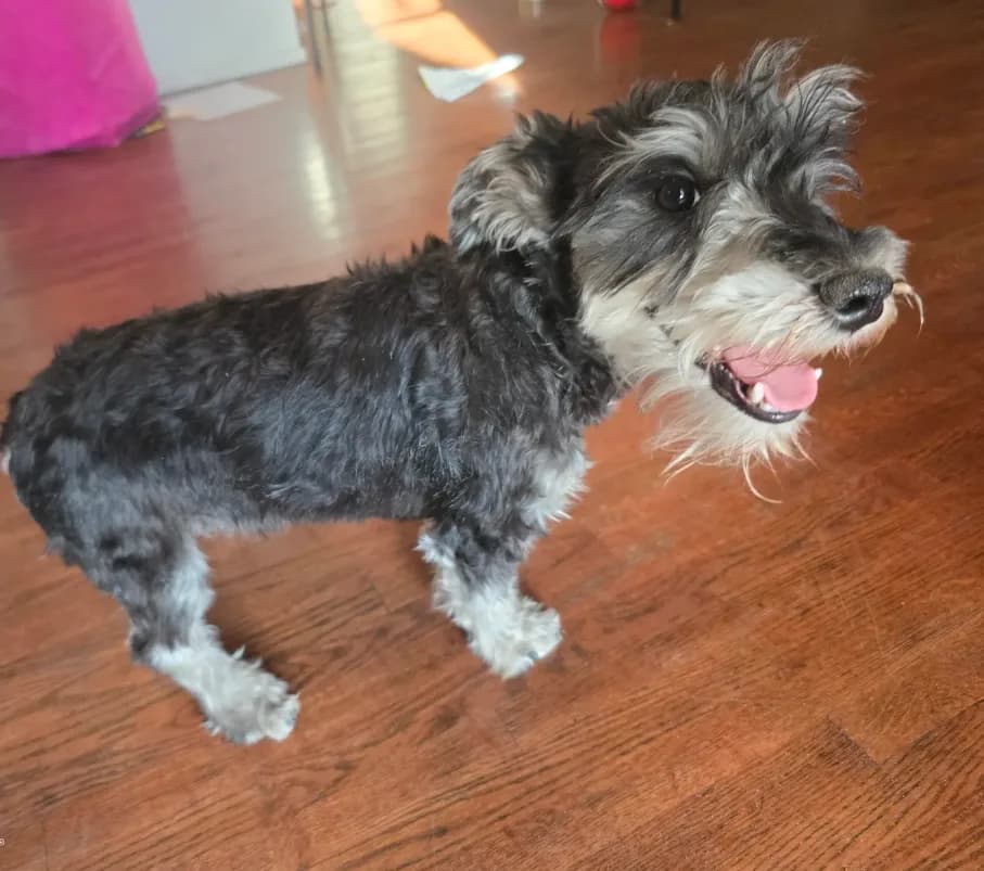 AKC Mini Schnauzer 204m