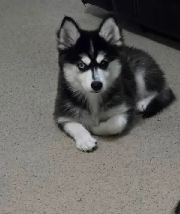 Nala