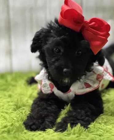 Black Beauty