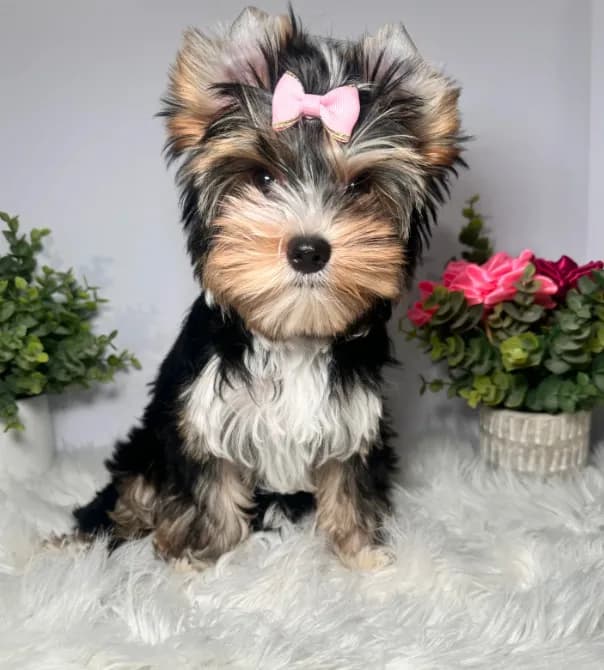 Maki