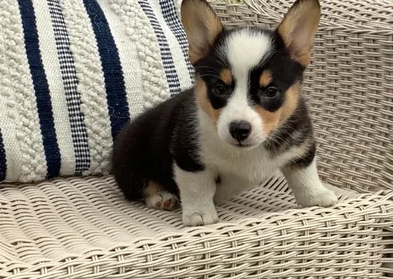Molly