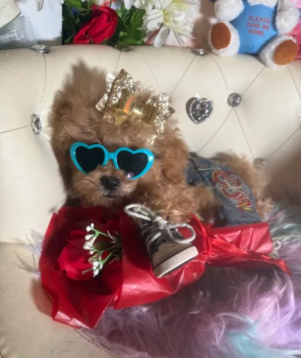 🐻 TCup Teddy DeLuxe