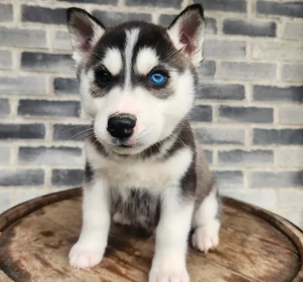 Jack