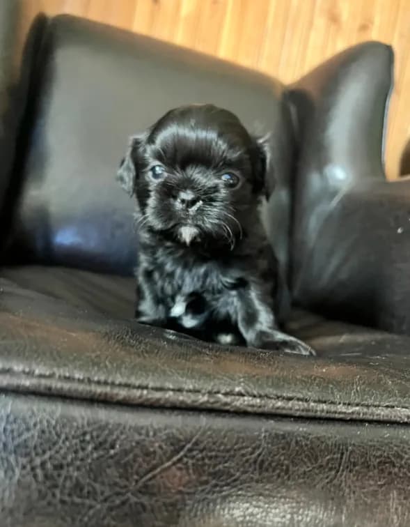 Puppy