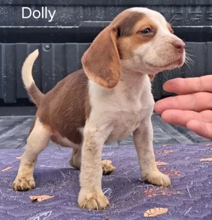 Dolly