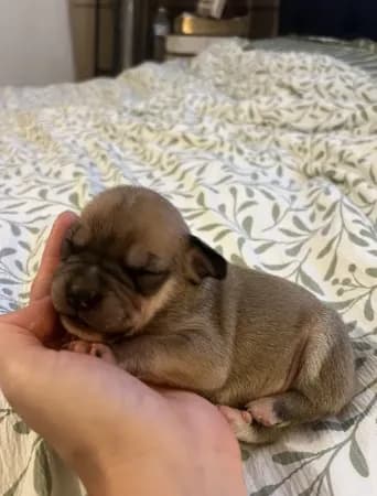 Tiny Tim