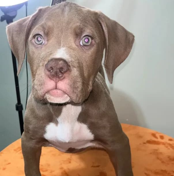 XL AMERICAN BULLY…