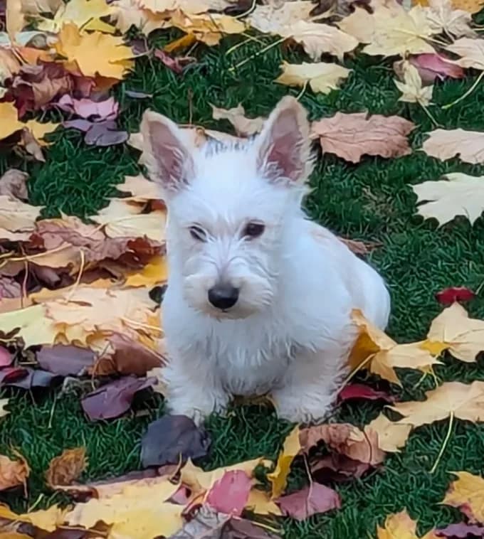 Scottie