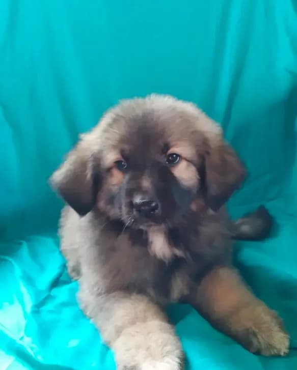 KING SHEPHERD