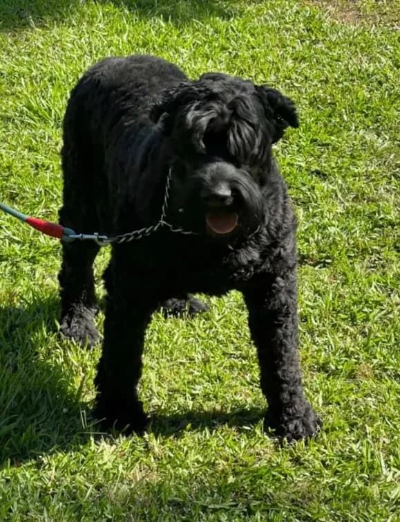 Maxwell