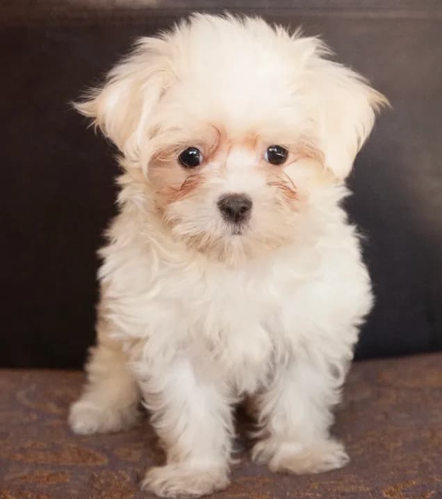 Sweetie