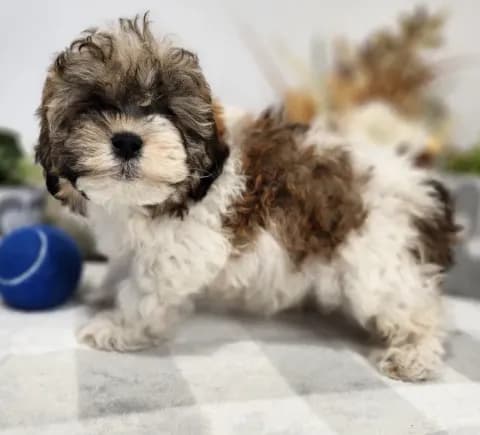 Taz