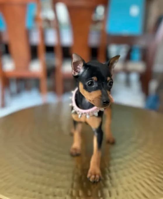 Roxxy