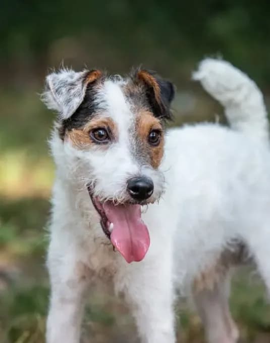 Seagrams 7 (puppy #7)