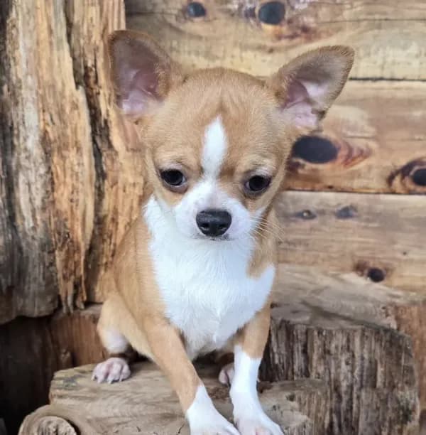 TINY Miles