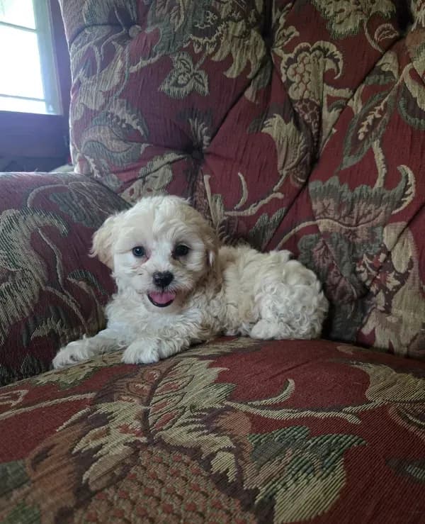 Bella
