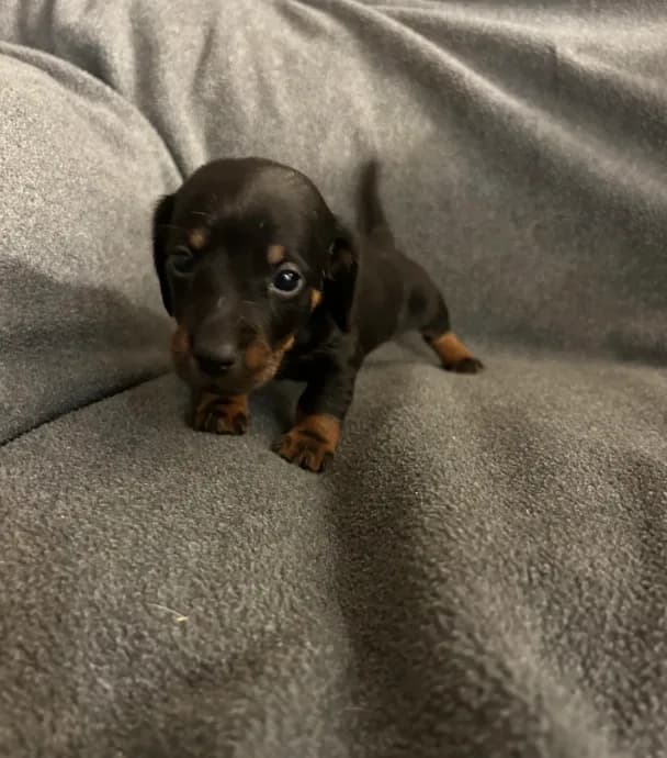 Gingers black and tan female