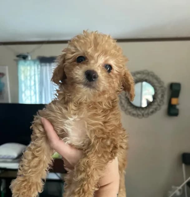 Purple Girl #2-Chanel💜(toy size)