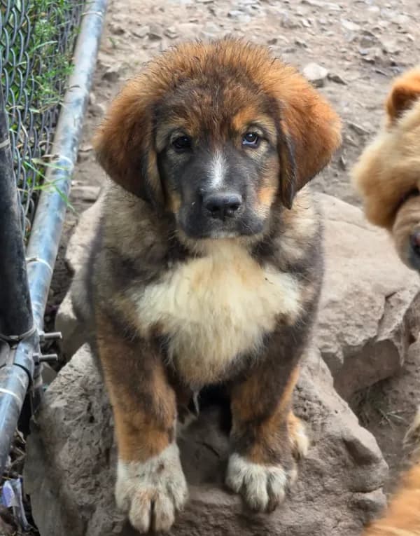 Mountain Bear Aki