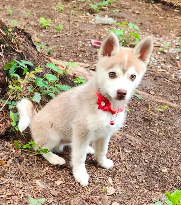 Loki